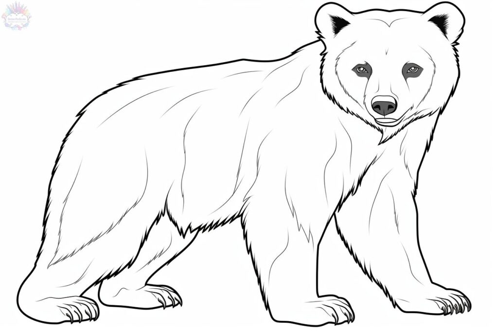 Urso Para Colorir