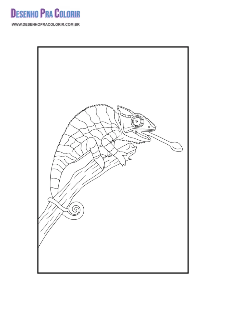 Camaleão Para Colorir